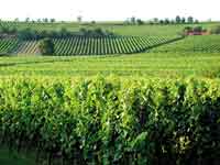 Zellerer BioDelicatessen Weinberg Isegrimhof